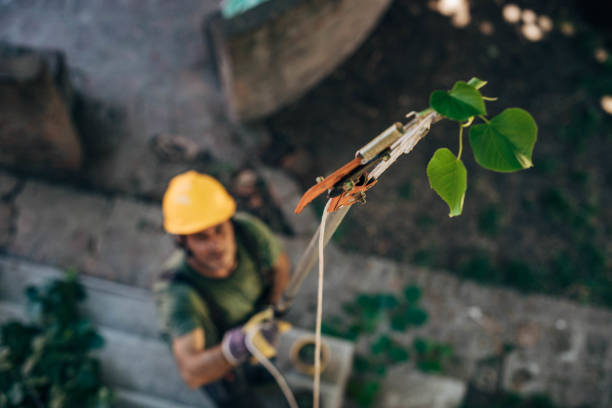 Best Residential Tree Removal  in , OR